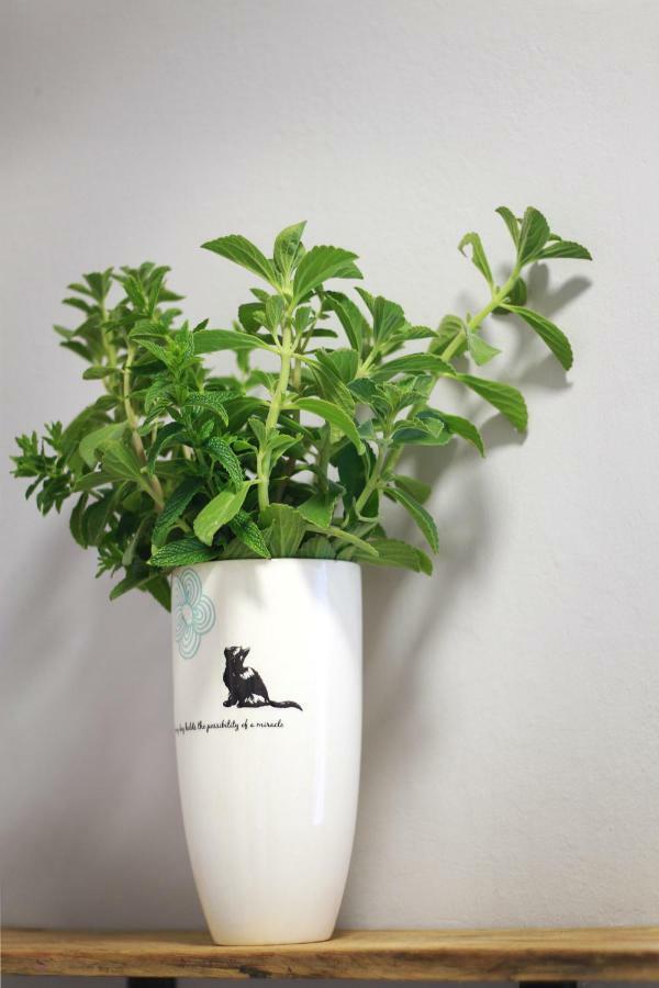 Olive Tree Private Rooms In Stellenbosch- No Load Shedding 외부 사진